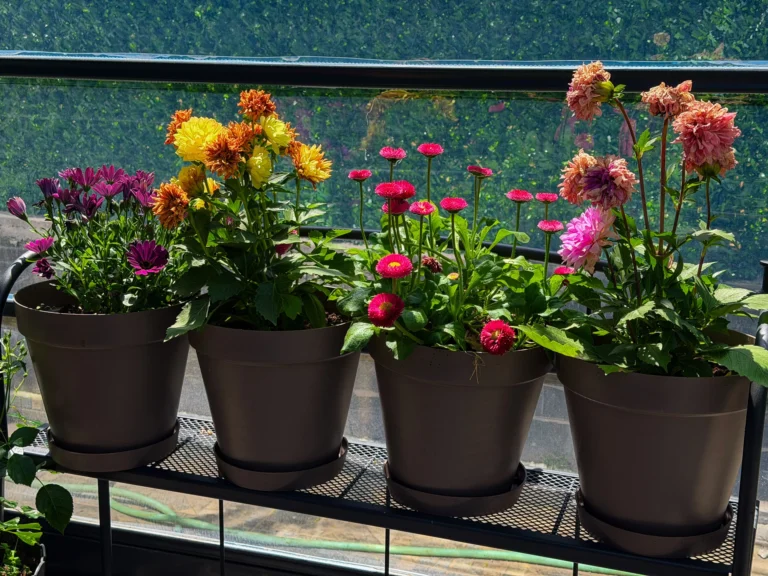 Different container types for balcony gardening