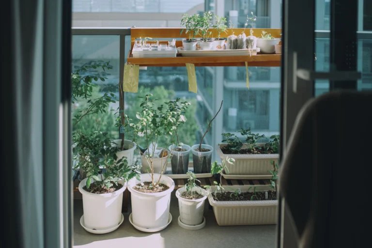 Balcony herb garden setup with basil and rosemary pots