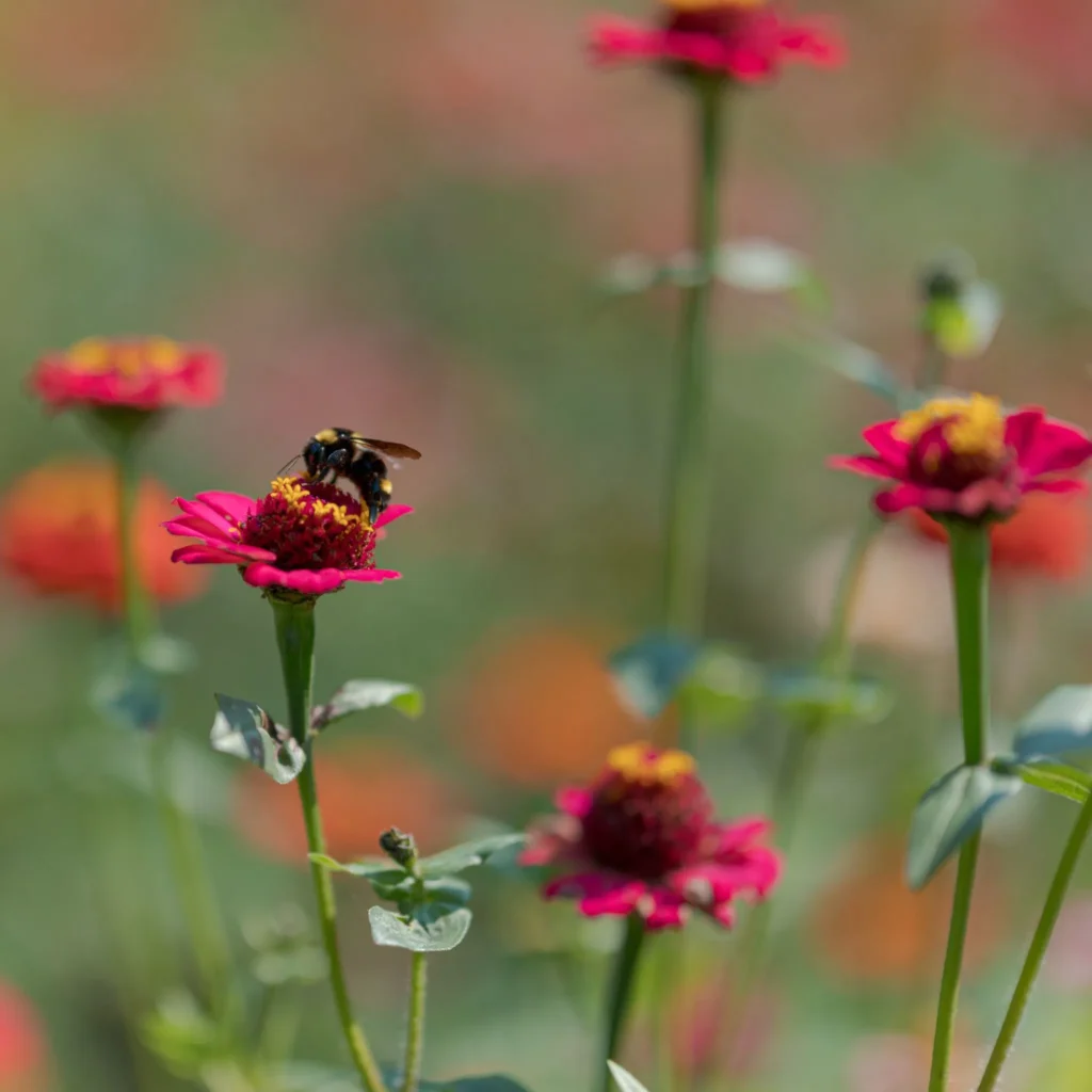 Pollinator garden with bees on lavender and echinacea