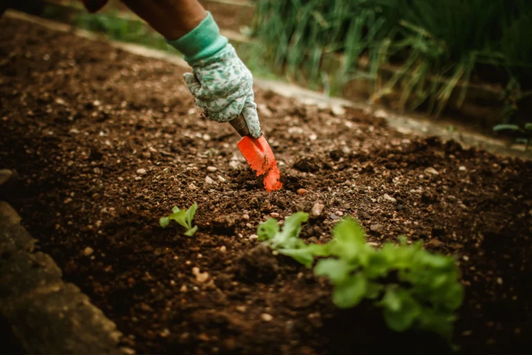 Spring garden planting with tulips and daffodils