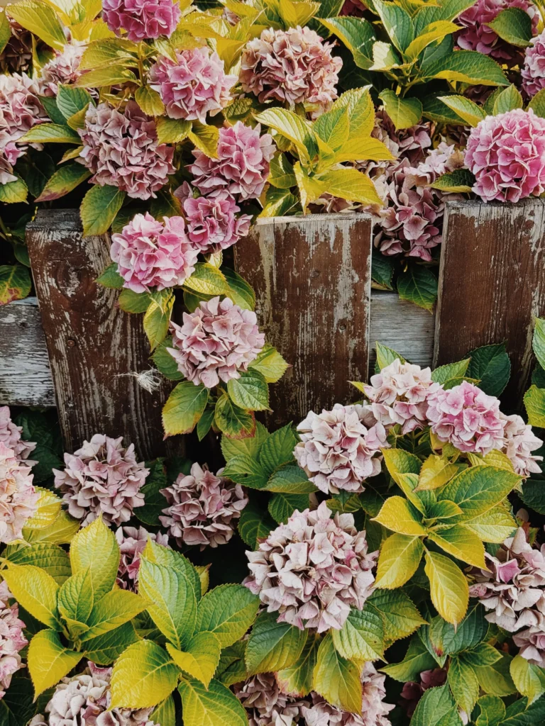 Summer garden border in full bloom