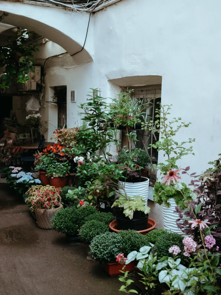 Small courtyard garden with container planting